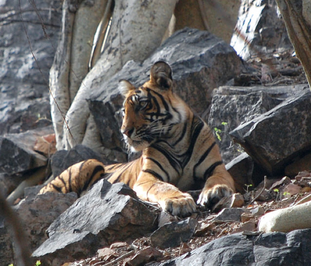 Tiger while on an Indian safari